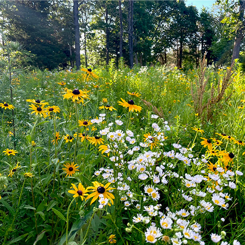 Native Plants